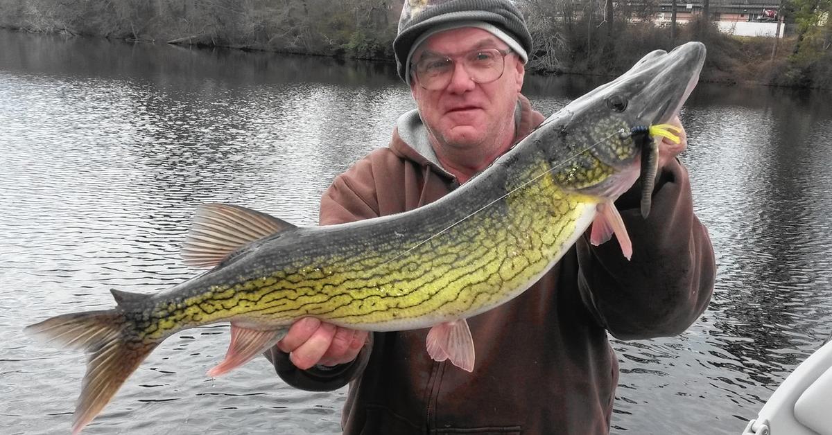 Pictures of Chain Pickerel