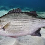 Pictures of White Bass