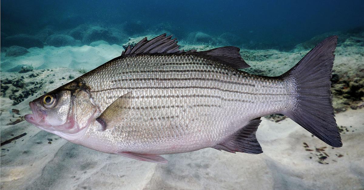 Pictures of White Bass