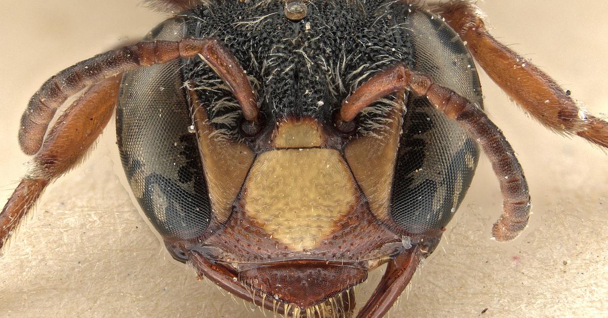 Pictures of Yellow-Faced Bee