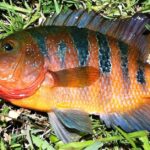 Pictures of Mayan Cichlid