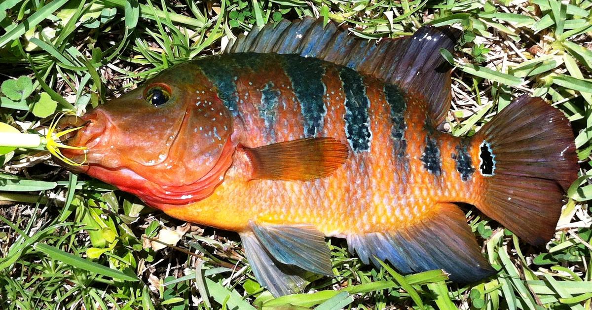 Pictures of Mayan Cichlid