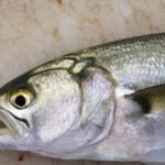 Pictures of Bluefish