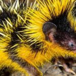 Pictures of Tenrec