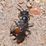 Pictures of Box-Headed Blood Bee