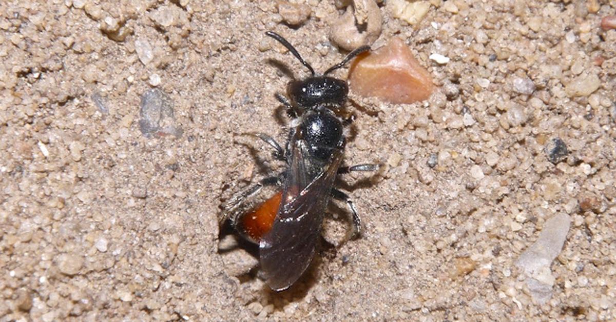 Pictures of Box-Headed Blood Bee