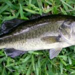 Pictures of Largemouth Bass