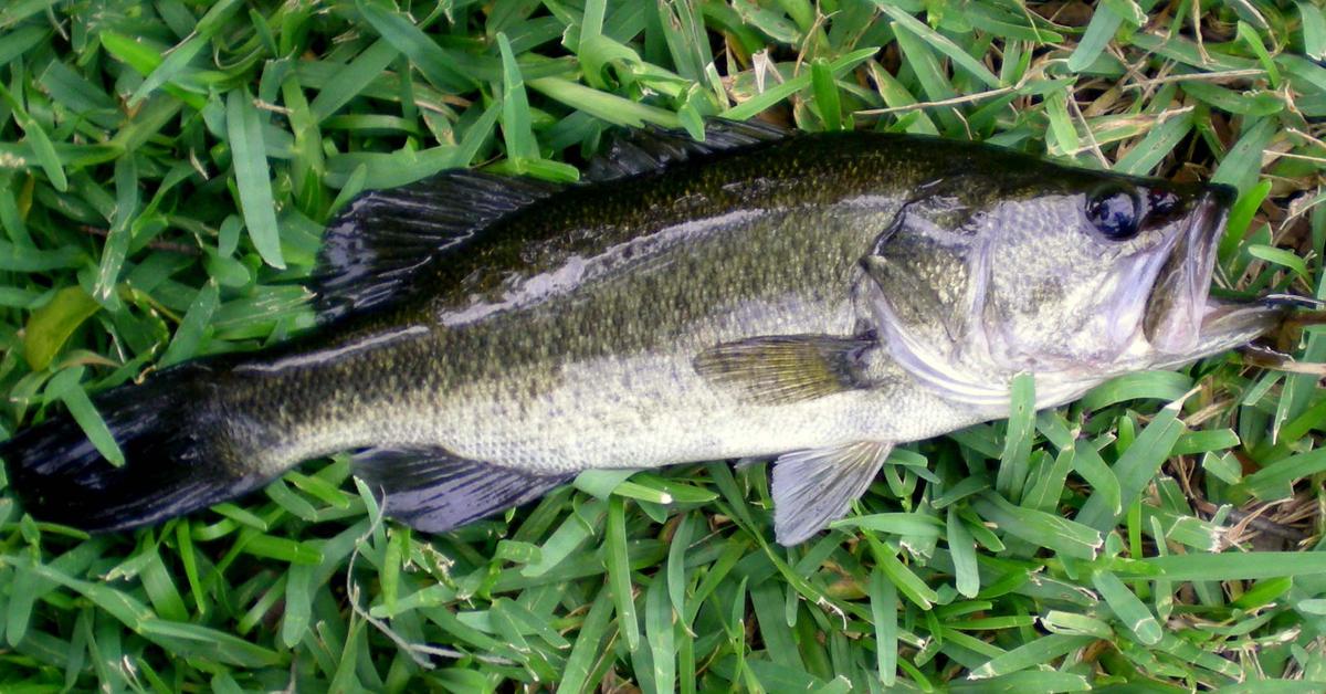 Pictures of Largemouth Bass