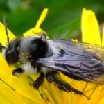 Pictures of Ashy Mining Bee