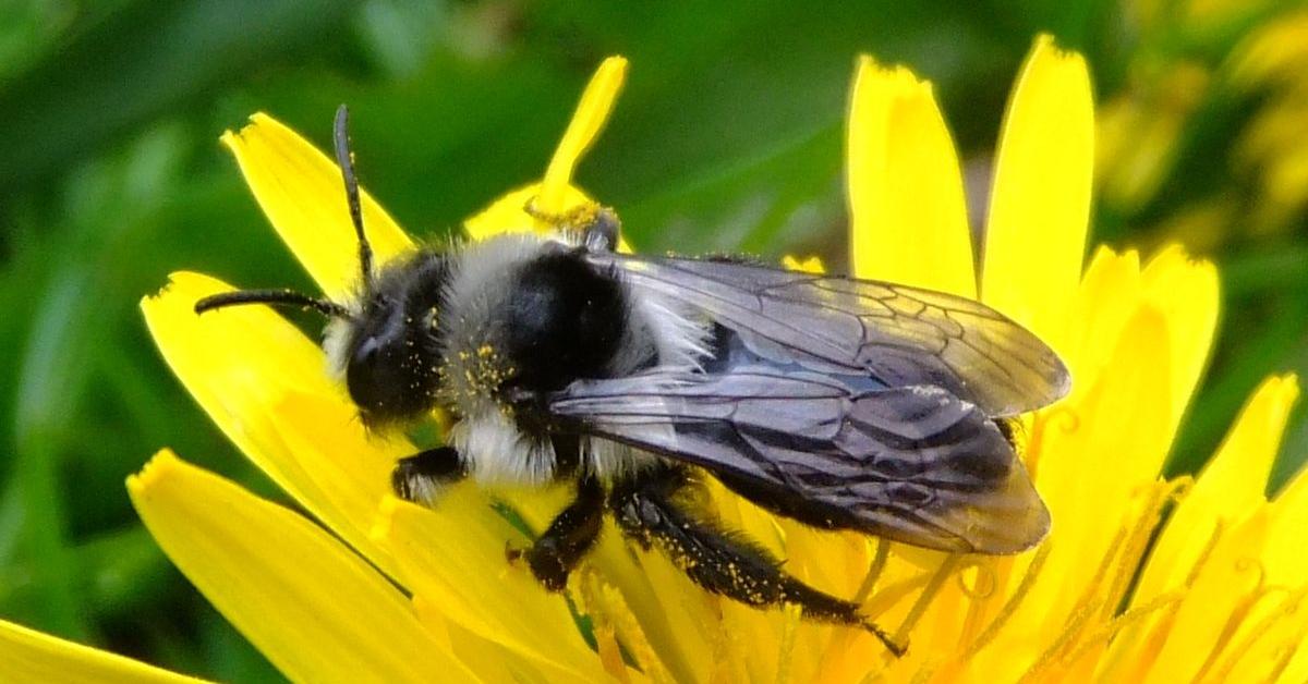 Pictures of Ashy Mining Bee