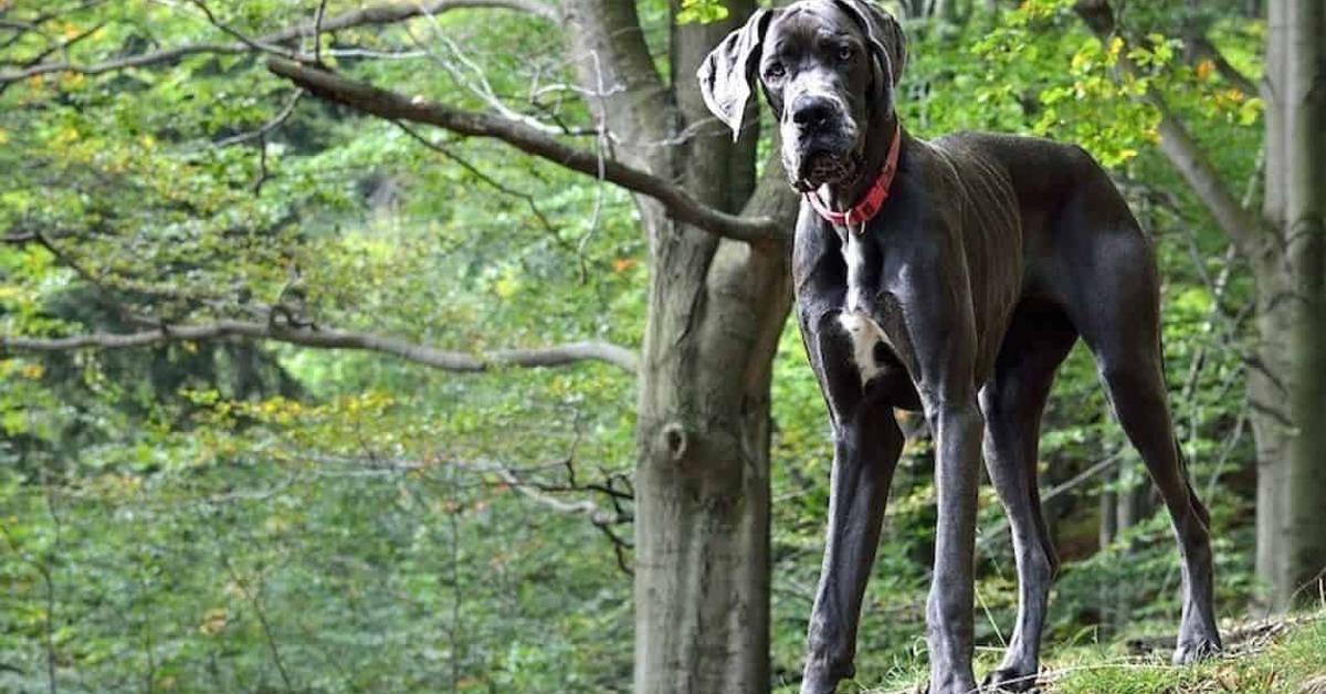 Pictures of Great Dane Mix