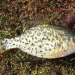 Pictures of Black Crappie