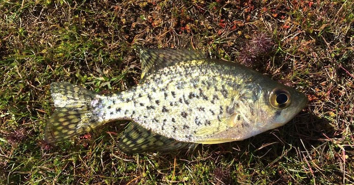 Pictures of Black Crappie