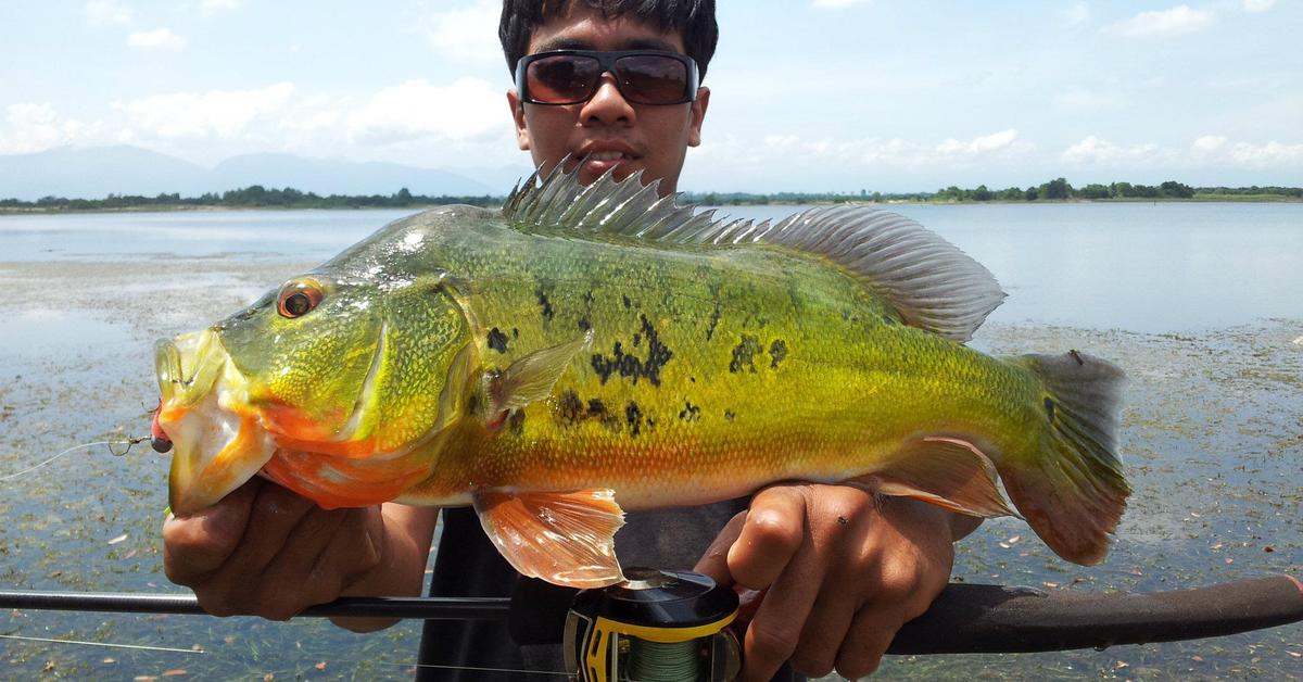 Pictures of Peacock Bass