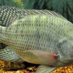 Pictures of Nile Perch