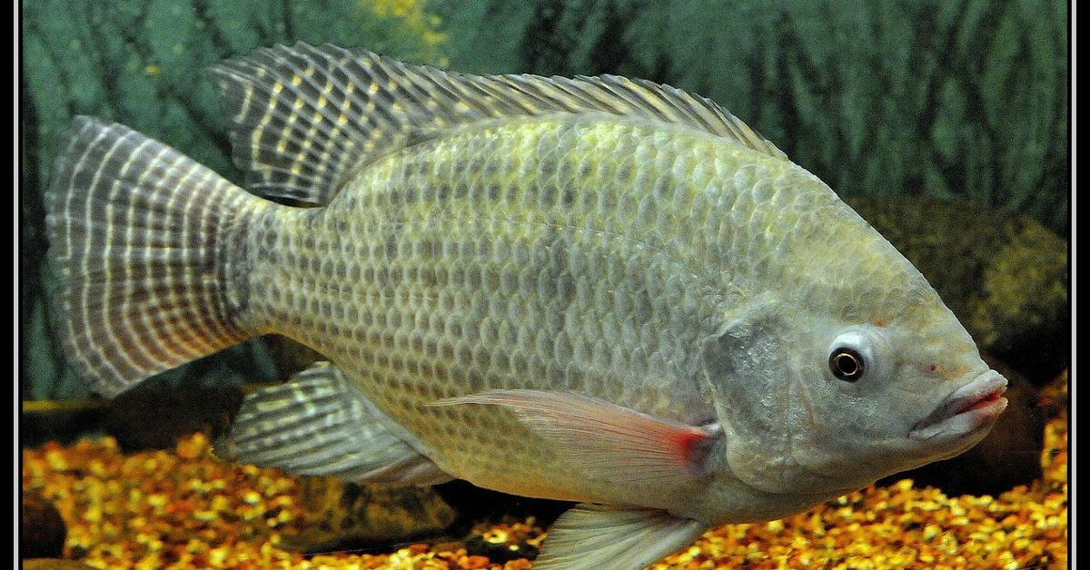 Pictures of Nile Perch