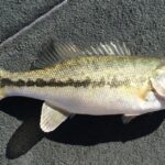 Pictures of Spotted Bass