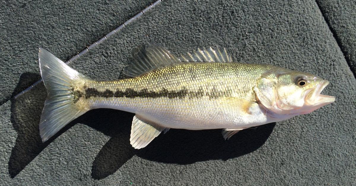 Pictures of Spotted Bass