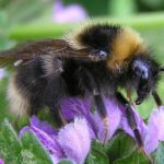 Pictures of Gypsy Cuckoo Bumblebee