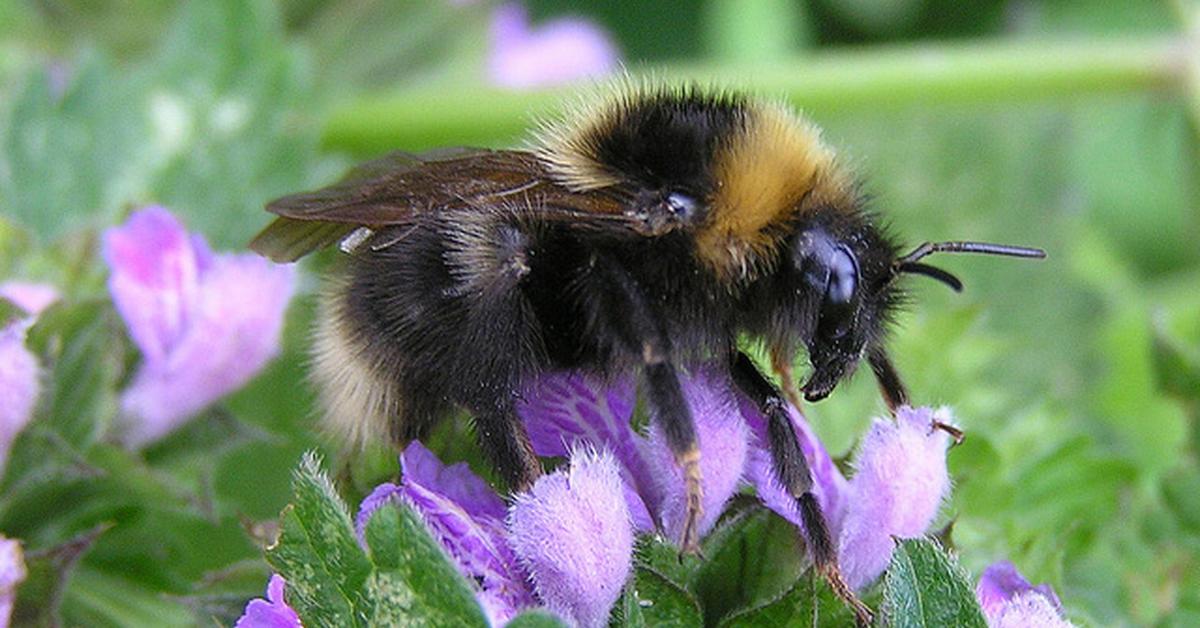 Pictures of Gypsy Cuckoo Bumblebee