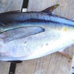 Pictures of Blackfin Tuna