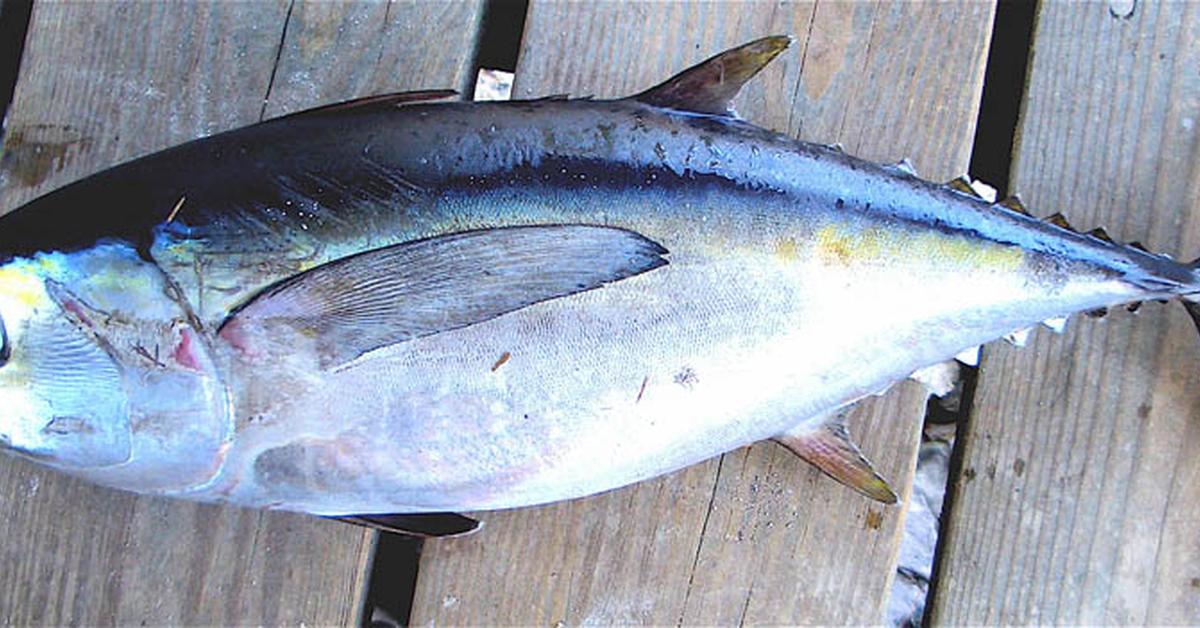 Pictures of Blackfin Tuna