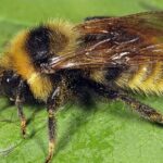 Pictures of Field Cuckoo Bumblebee