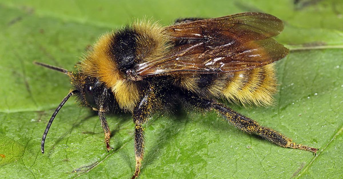 Pictures of Field Cuckoo Bumblebee