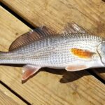 Pictures of Red Drum Fish