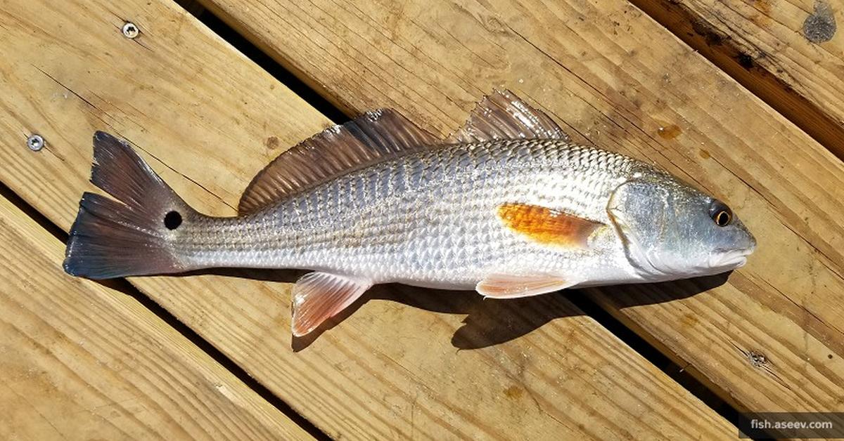 Pictures of Red Drum Fish