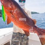 Pictures of Cubera Snapper