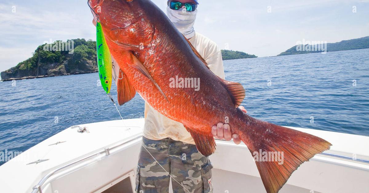 Pictures of Cubera Snapper