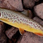 Pictures of Tiger Trout