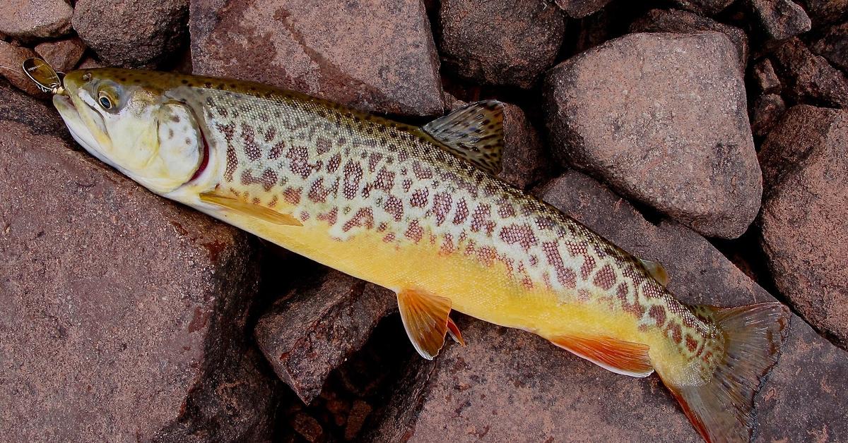 Pictures of Tiger Trout