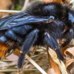 Pictures of Red-Tailed Cuckoo Bumblebee