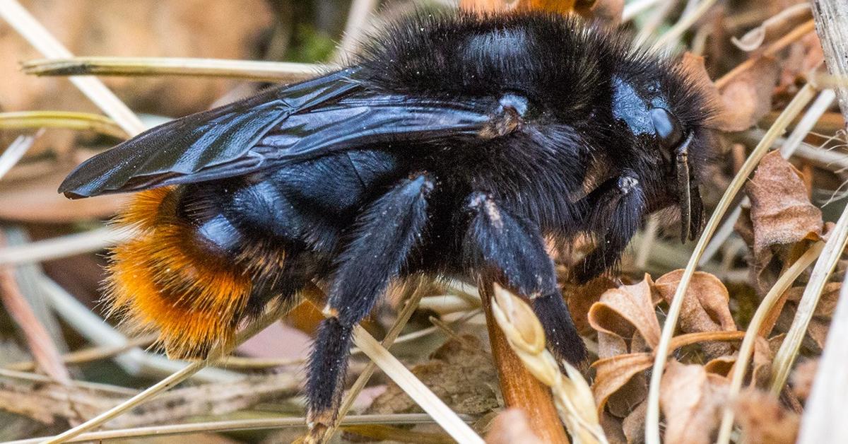 Pictures of Red-Tailed Cuckoo Bumblebee