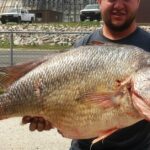 Pictures of Freshwater Drum