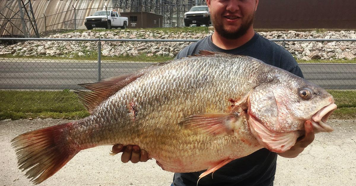 Pictures of Freshwater Drum