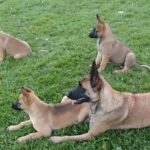 Pictures of Belgian Malinois Mix