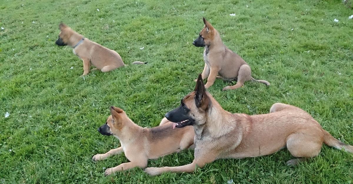 Pictures of Belgian Malinois Mix