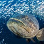 Pictures of Goliath Grouper