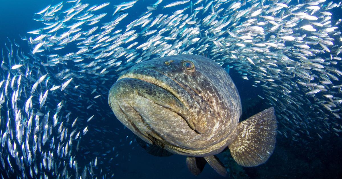 Pictures of Goliath Grouper