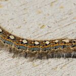 Pictures of Tent Caterpillar