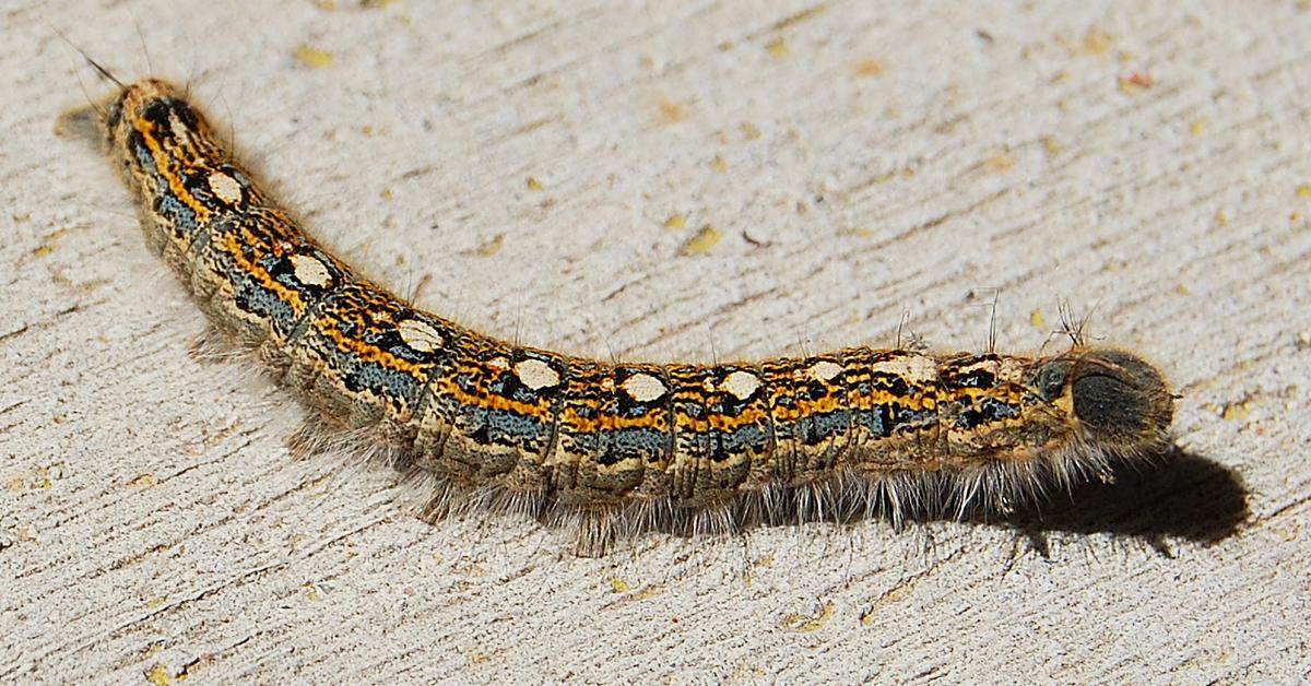 Pictures of Tent Caterpillar