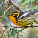 Pictures of Blackburnian Warbler