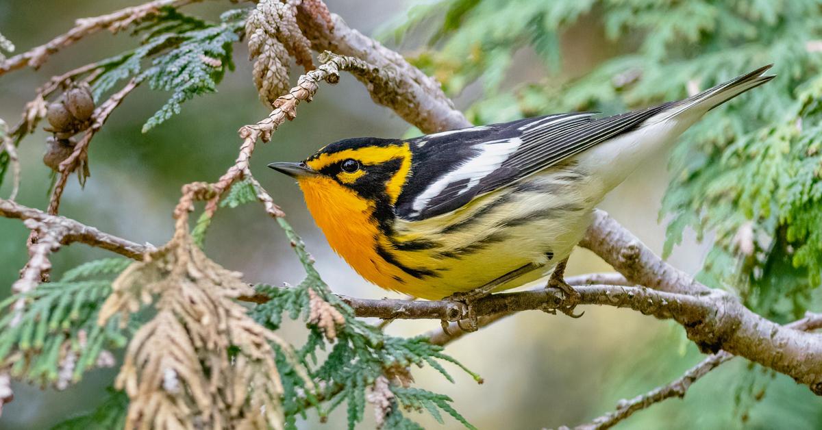 Pictures of Blackburnian Warbler