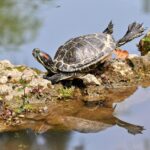 Pictures of Turtle Frog