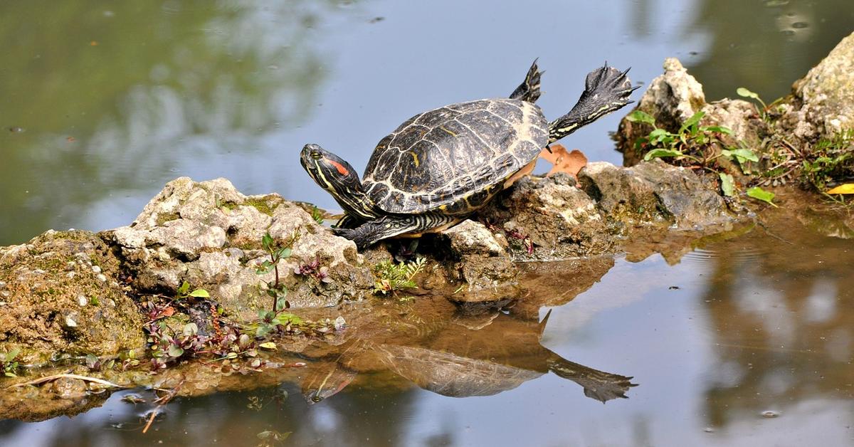 Pictures of Turtle Frog