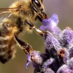 Pictures of Barbuts Cuckoo Bumblebee