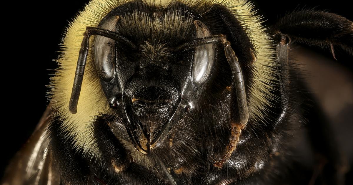 Pictures of Lemon Cuckoo Bumblebee